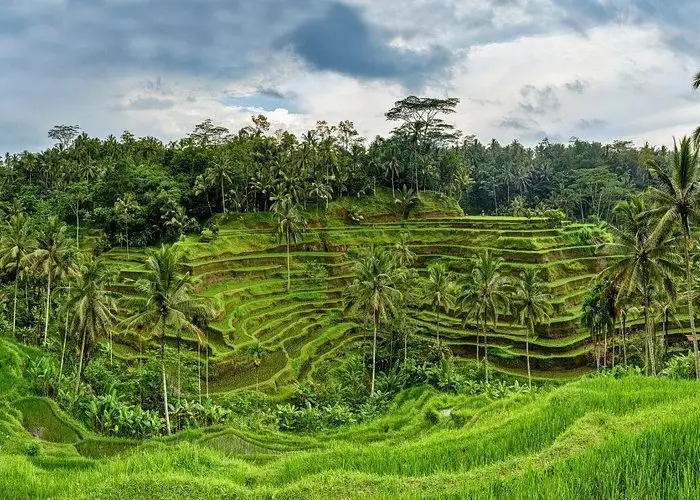 Tegalalang Rice Terraces visit near Ubud Bali