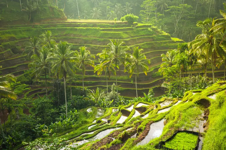 Tegallalang rice terraces walk during Bali yoga retreat