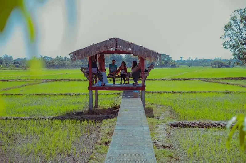 Open-air hut in the rice fields beside the campus
