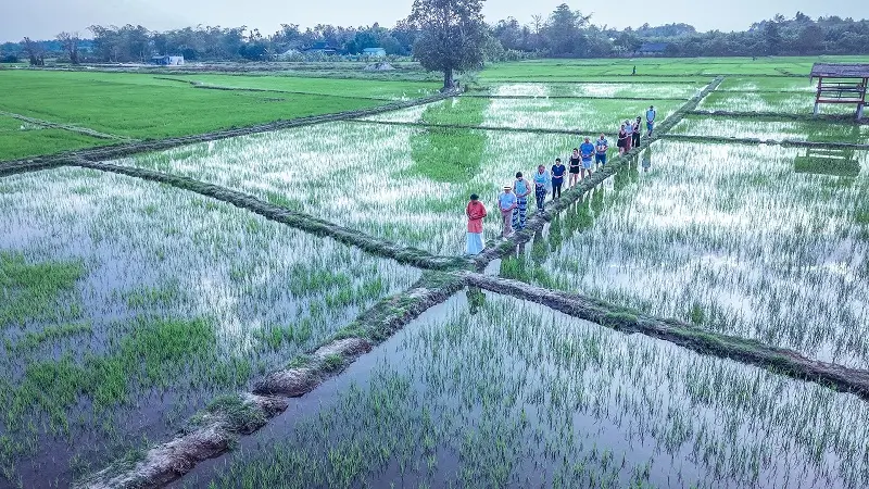Students walking the paths between the flooded rice fields, seen from above