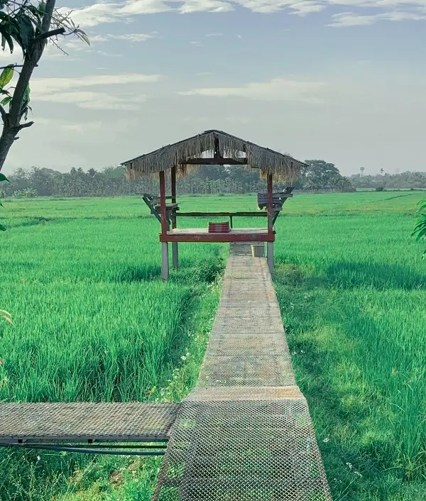 A thatched hut at the end of a walkway through the rice fields