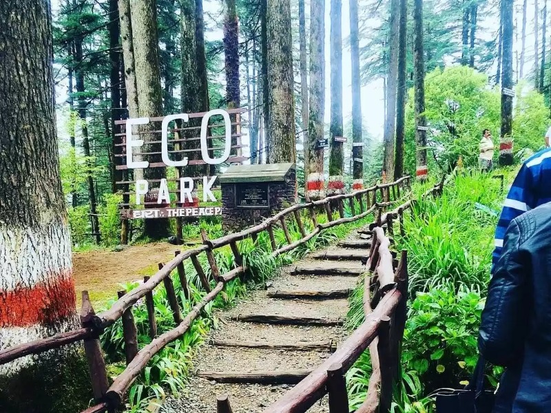 Dhanaulti Eco Park: A Cedar-Forest Meditation Sit